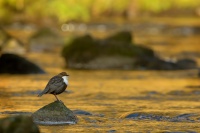 Skorec vodní - Cinclus cinclus - White-throated Dipper 6698